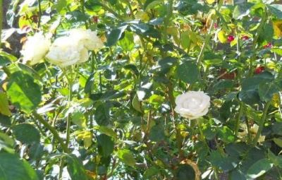 Le Rose Bianche.jpg